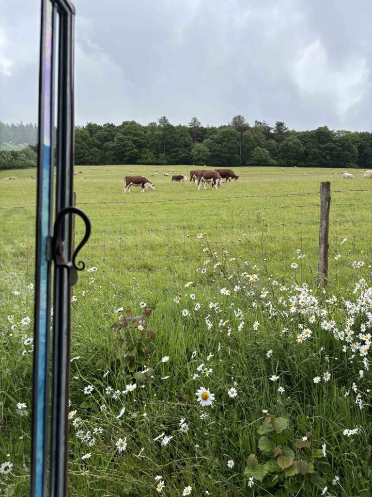 cows 768x1024