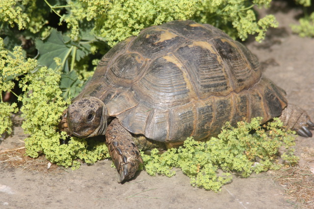 tortoise