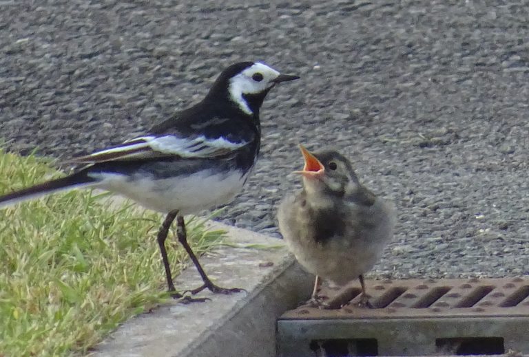 Bird watchers delight