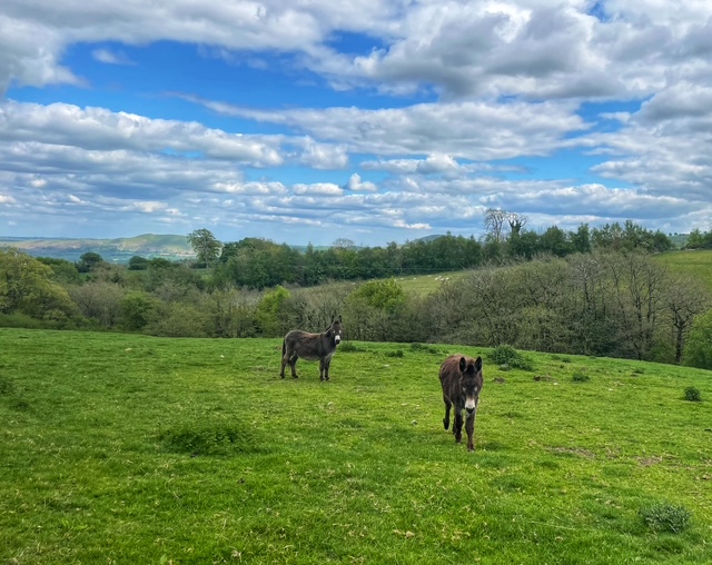 donkeys shropshire hills